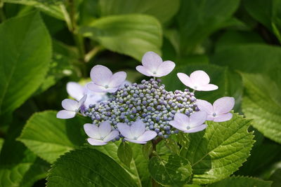 Close-up of purple flowering plant