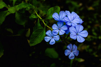 Close-up of purple flowering plant