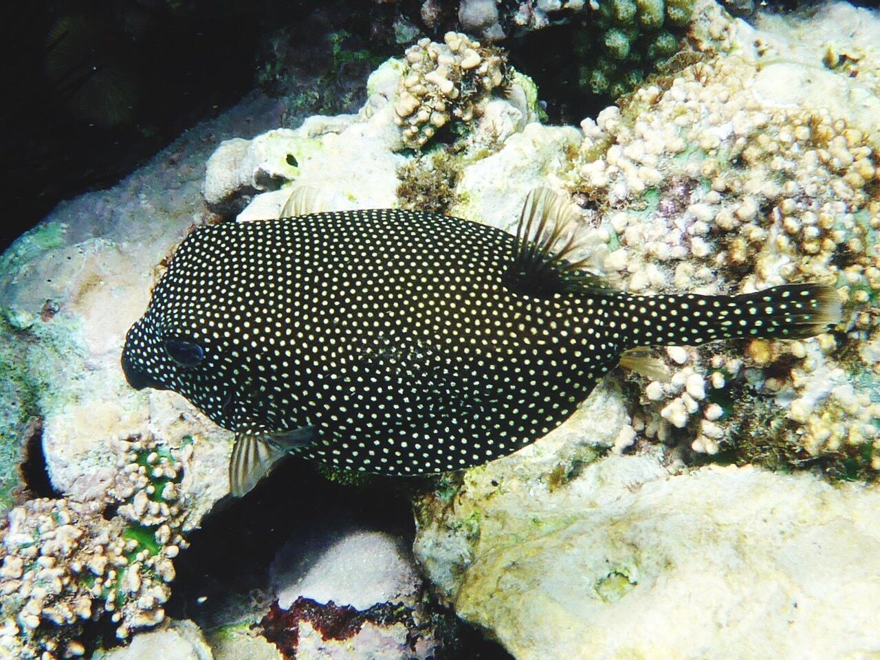 underwater, animal themes, animals in the wild, sea life, water, undersea, animal wildlife, no people, one animal, sea, nature, swimming, beauty in nature, close-up, day, outdoors