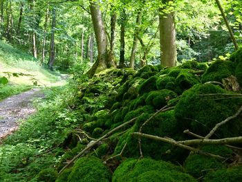 Scenic view of forest