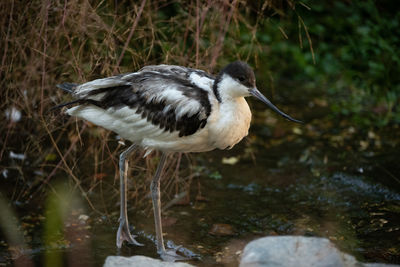 Bird perching on a lake