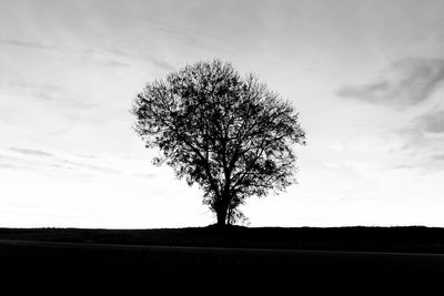 Tree on landscape against the sky