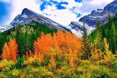 Scenic view of forest against sky during autumn