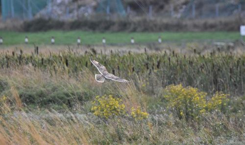 Bird flying over a field