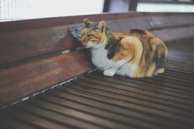 Close-up of ginger cat
