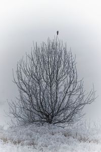 Bare tree in snow covered field against sky