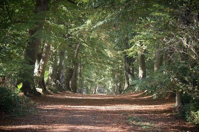 Dirt road amidst trees in forest