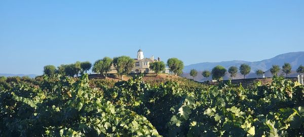 Trees and buildings against clear sky