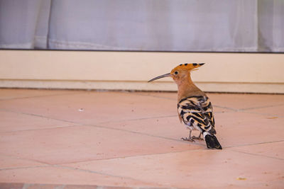 Bird perching on floor