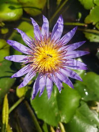 Close-up of purple flower blooming outdoors