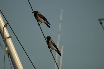 Low angle view of birds perching on cable against sky