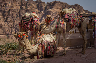 Panoramic view of horse cart on rock