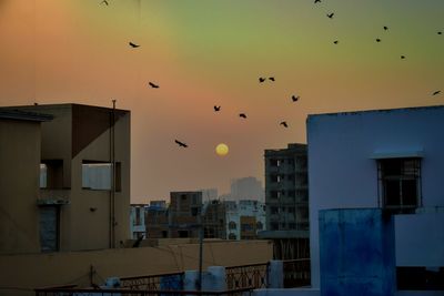 Birds flying over buildings in city