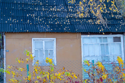 Plants growing on window of building