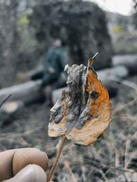 Close-up of hand holding dried leaf