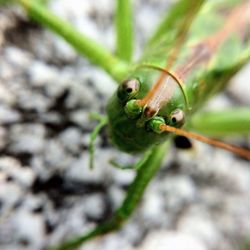 Close-up of insect on leaf