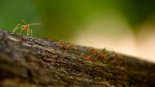 Close-up of ants on tree trunk