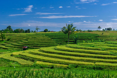 Scenic view of agricultural field against sky