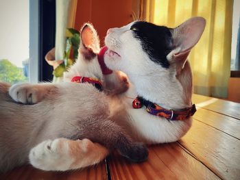 Cat lying on floor at home