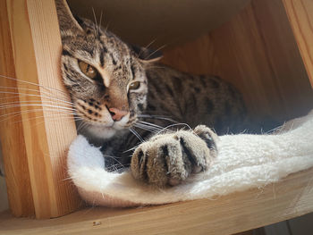 Close-up of cat sitting on table