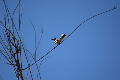 Low angle view of bird perching on cable against blue sky