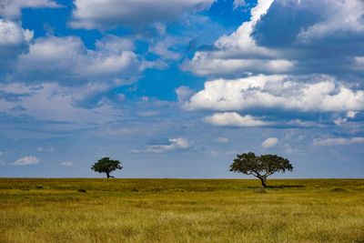 Trees on field against sky