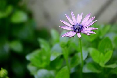 Close-up of purple coneflower blooming outdoors