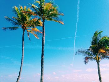 Low angle view of palm tree against blue sky