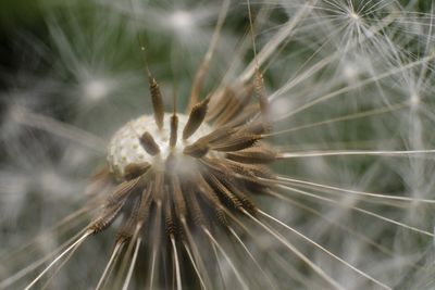 Close-up of dandelion against blurred background