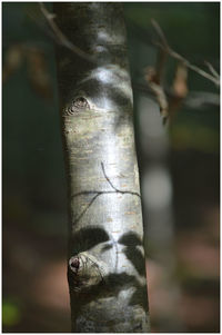 Close-up of lizard on tree trunk in forest