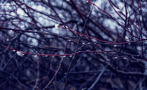 Close-up of bare branches against blurred background