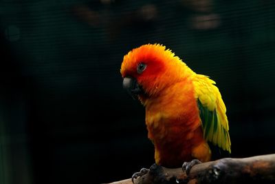 Close-up of parrot perching on a branch