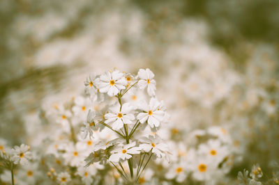 Close-up of white flowers against blurred background