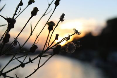 Close-up of plant against sky