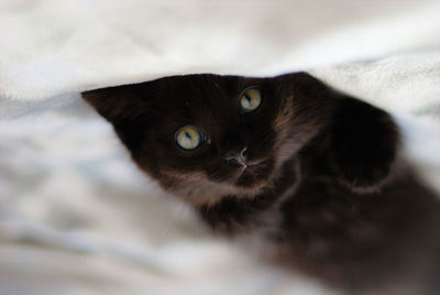 Close-up portrait of cat