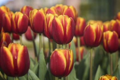 Close-up of red tulips