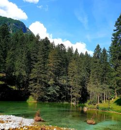 Scenic view of lake in forest against sky