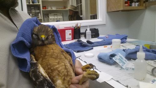 Close-up of hand feeding bird