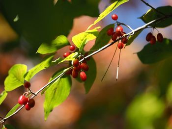 Close-up of red berries growing on tree