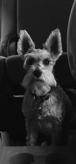 Portrait of dog sitting on sofa