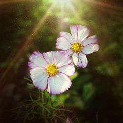 Close-up of pink flower