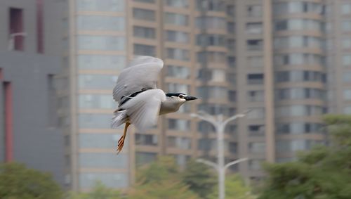View of a bird flying