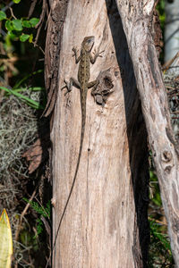 Garden lizard resting on a tree trunk, warming up in the early morning sun, riambel, mauritius