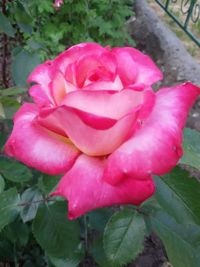 Close-up of pink rose flower