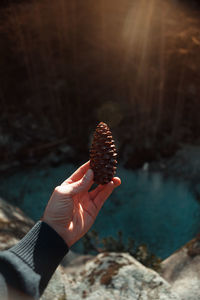 Cropped hand holding pine cone during sunny day