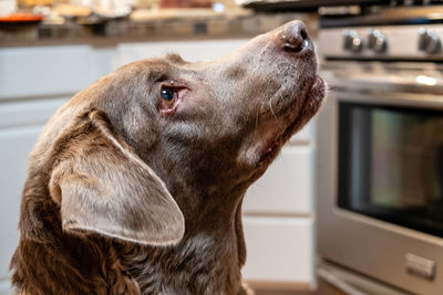 Close-up of dog looking away