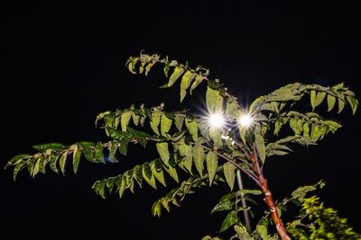 Low angle view of illuminated plant against sky at night