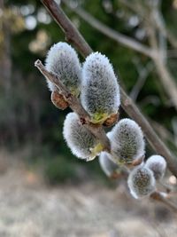 Close-up of plant growing on field