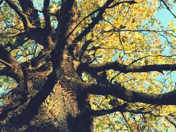 Low angle view of tree against sky