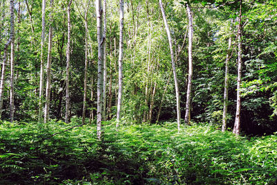 Trees growing in forest